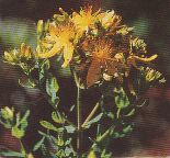 JT Kräuter Johanniskraut.jpg